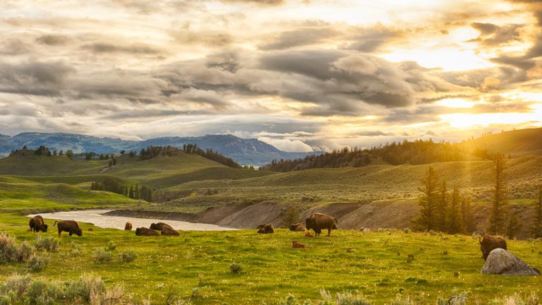 Yellowstone National Park