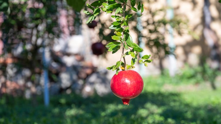 Low-hanging fruit